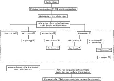 Frontiers | Eradication of Potato Virus S, Potato Virus A, and